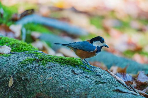 木の上で休む鳥 木の上で休む鳥の写真