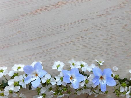 すみれの花と白柳 すみれ,白柳,ボタニカルの写真素材