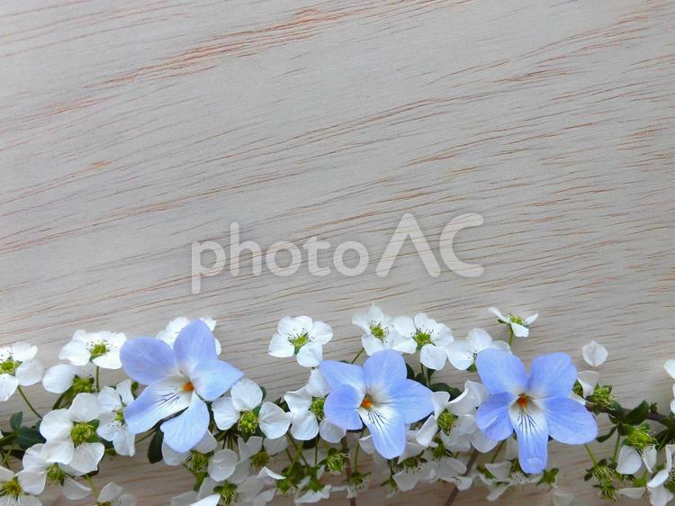 すみれの花と白柳 すみれ,白柳,ボタニカルの写真素材