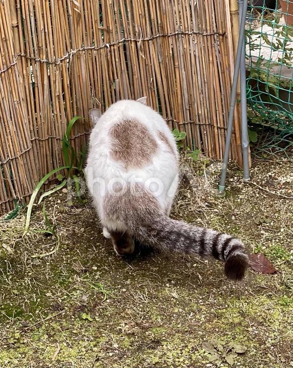 真後ろから見たシャムミックス猫様　縦画像 猫,シャムトラ,微睡むの写真素材