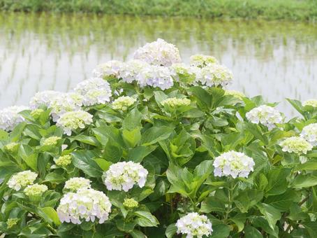 水田に映える紫陽花 水田に映える紫陽花の写真