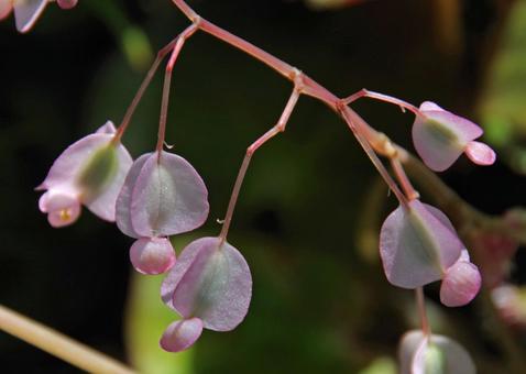 Photo, begonia, erythrophila, erythrophylla, 