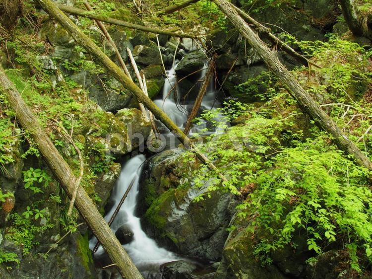 不死熊滝（桐生川源流林） 不死熊滝,桐生川源流林,滝の写真素材