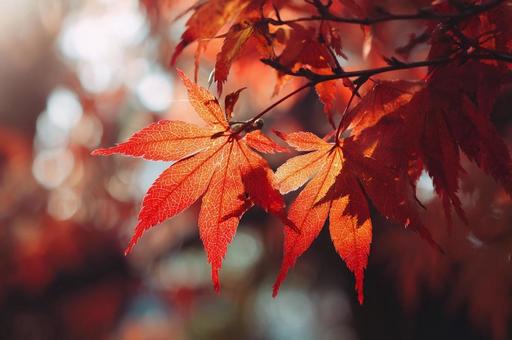 紅葉したもみじと水面 湖 紅葉したもみじと水面 湖の写真
