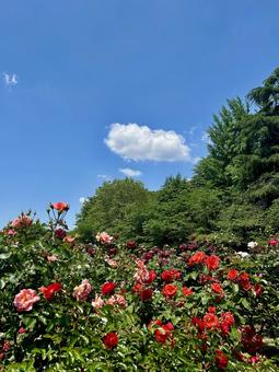 青空と薔薇 青空と薔薇の写真
