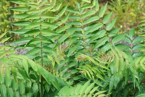 外来種雑草のイメージ素材 外来種雑草のイメージ素材 雑草,外来種,草の写真素材