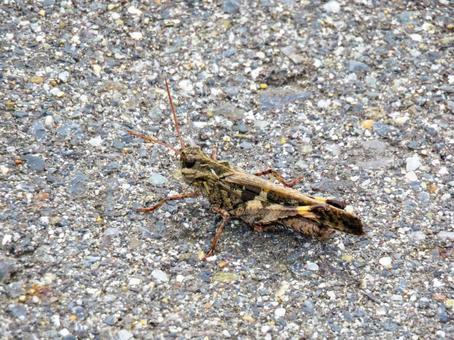 路上にいるクルマバッタモドキ 路上にいるクルマバッタモドキ クルマバッタモドキ,昆虫,生物の写真素材