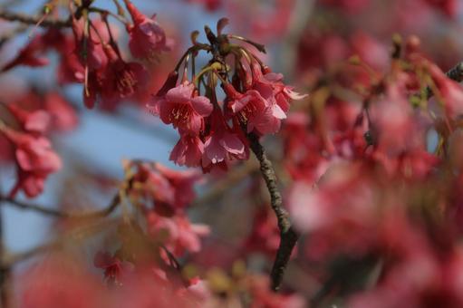 寒緋桜 寒緋桜,花,花びらの写真素材