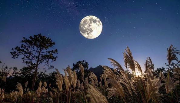 夜のすすきと満月のシンプルな空 十五夜 夜のすすきと満月のシンプルな空 十五夜の写真