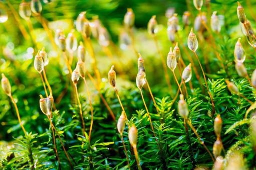 白駒池 苔生す森 白駒池 苔生す森の写真
