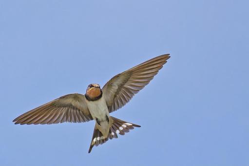 青空を飛ぶ巣立ちしたばかりの幼鳥 つばめ,ツバメ,燕の写真素材