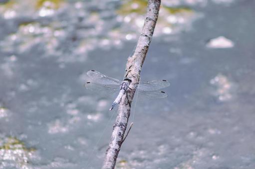 ハス池のトンボ3ー27 ハス池のトンボ3ー27の写真