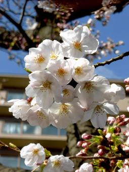 住宅街の桜並木で開花したソメイヨシノ 住宅街の桜並木で開花したソメイヨシノ ソメイヨシノ,サクラ,花の写真素材