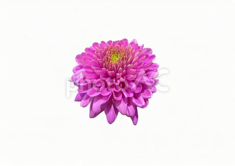 画像素材　菊　ピンク 菊,切り抜き,psdの写真素材