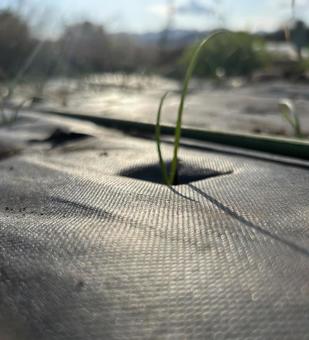 市民農園の不織布マルチの活用 不織布マルチ,黒マルチ,玉ねぎの写真素材
