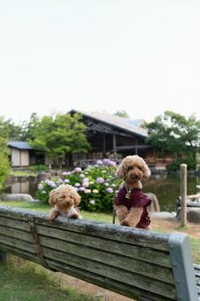 梅雨の公園で散歩するトイプードル 梅雨の公園で散歩するトイプードルの写真