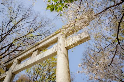 Shrine torii gate in spring, JPG Shrine torii gate in spring, JPG