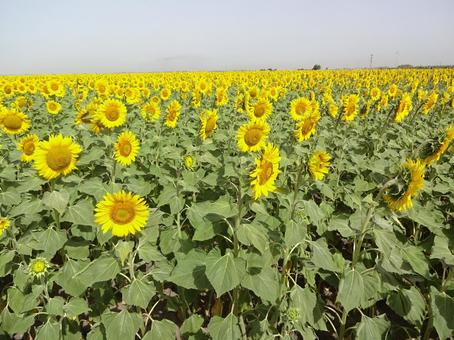 ひまわり畑 ひまわり,花,自然の写真素材