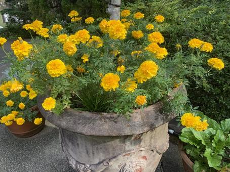 マリーゴールド　花 園芸,花,ガーデニングの写真素材