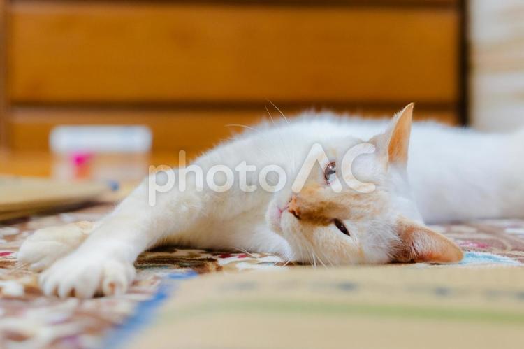 くつろぐかわいい白猫 猫,かわいい,白色の写真素材