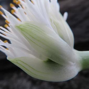 マユハケオモト（ハエマンサス） マユハケオモト,ハエマンサス,花の写真素材