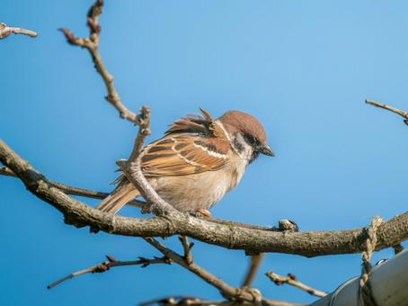 枝にとまるスズメ 枝にとまるスズメ スズメ,雀,鳥の写真素材
