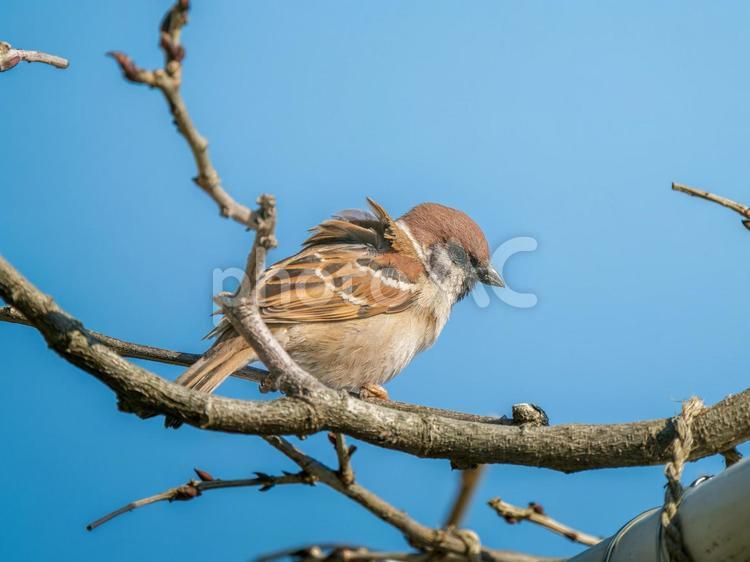 枝にとまるスズメ スズメ,雀,鳥の写真素材