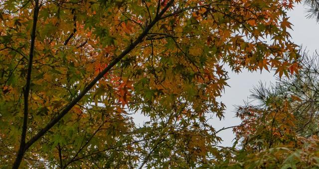 オレンジ色の紅葉 カエデ,オレンジ,赤の写真素材