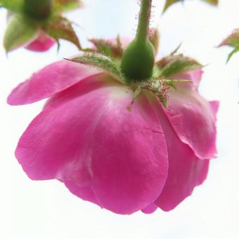 バラ（薔薇） バラ,薔薇,花の写真素材