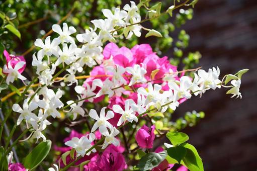 白い蘭の花とピンクのブーゲンビリアの写真