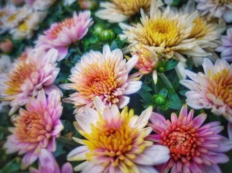 花(彩り)の写真