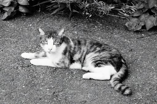 ノラ猫 ノラ猫の写真