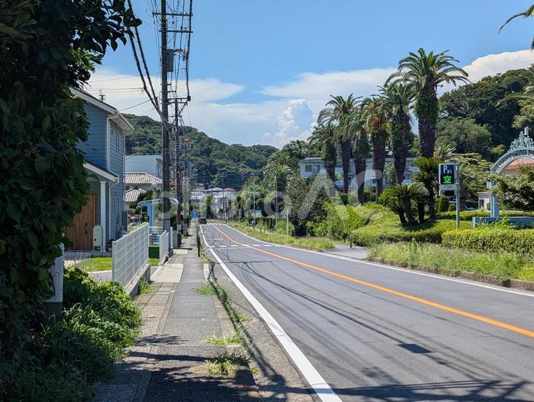 夏の海沿いの道 椰子の木,ヤシ,夏の写真素材