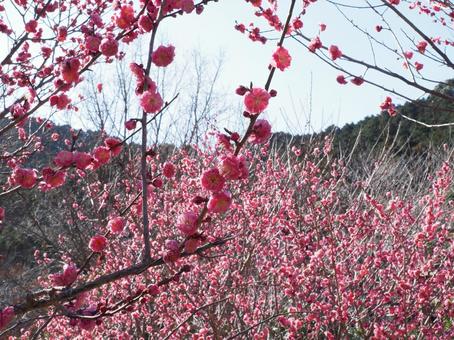 梅の花 梅の花の写真