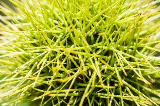 Photo, chestnut, thorn, spine, 