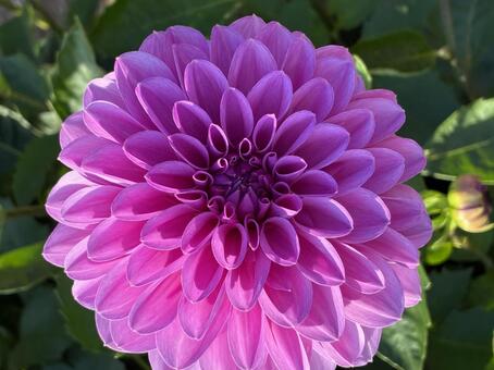 花 フラワー,鮮やか,ダリアの写真素材