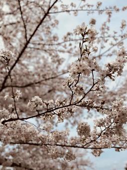 桜 桜の写真