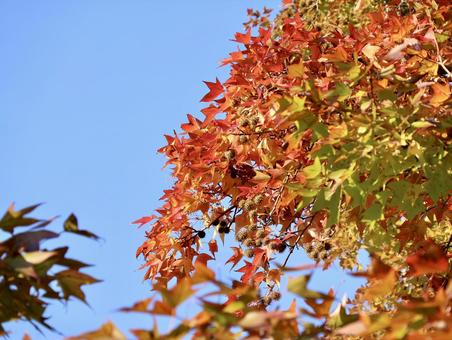 紅葉葉楓と青空 もみじ葉楓,モミジバフウ,秋の写真素材