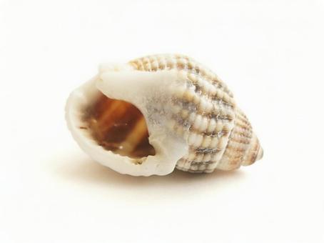 ムシロガイ 貝殻 ムシロガイ 貝殻 貝殻,貝,ムシロガイの写真素材