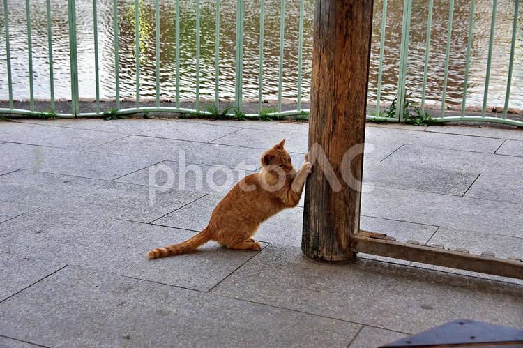 春のたそがれの公園猫 ネコ,猫,公園猫の写真素材