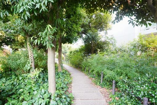 緑の散歩道 緑,道,散歩道の写真素材