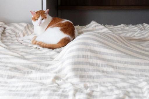 タオルケットの中の猫_09 タオルケットの中の猫_09の写真
