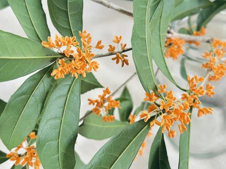 キンモクセイ キンモクセイ,花,植物の写真素材