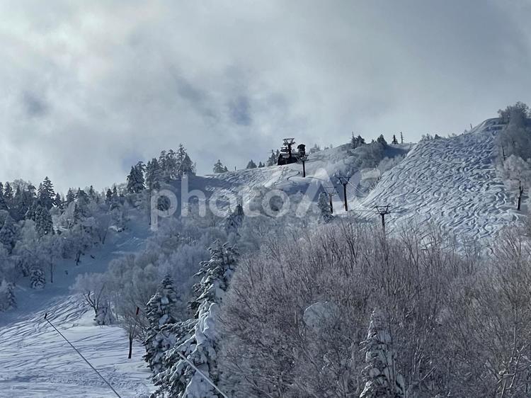志賀高原熊の湯スキー場　曇り空のゲレンデ雪景色 スキー場,志賀高原,熊の湯スキー場の写真素材