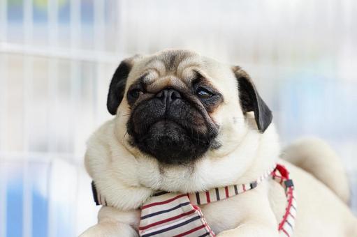 パグの顔 犬,パグ,可愛い犬の写真素材