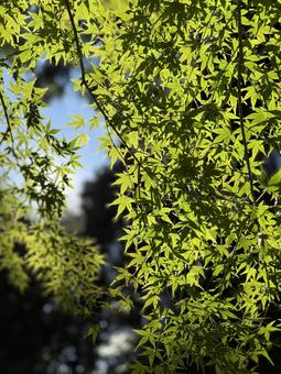 色付く前 もみじ,色付く前,紅葉の写真素材