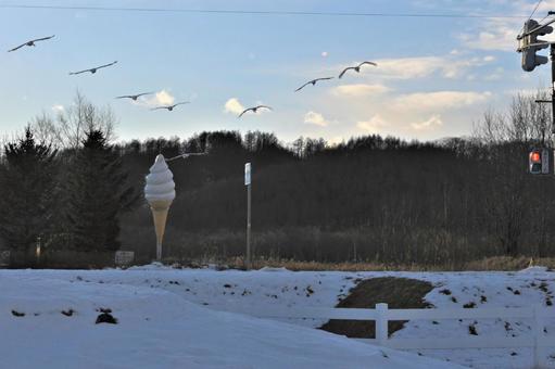 丹頂鶴 11267 丹頂鶴 11267の写真