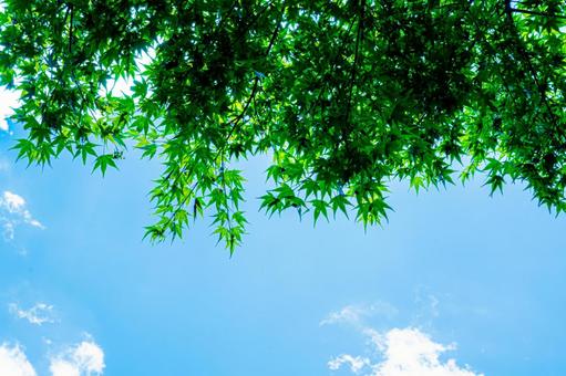 ライトグリーンの紅葉と青空 ライトグリーンの紅葉と青空 紅葉,モミジ,夏空の写真素材