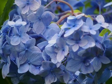 紫陽花 紫陽花の写真
