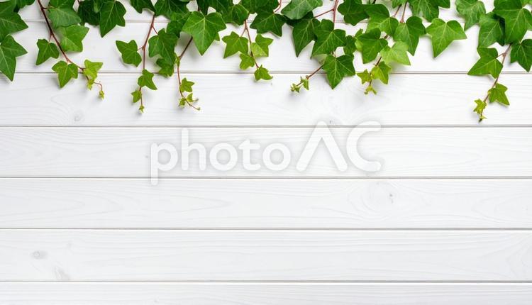 白木目にアイビーの爽やかな背景素材 木目,背景,グリーンの写真素材